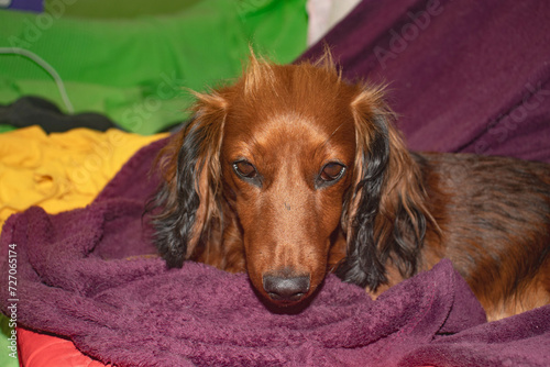 Dachshund is a small dog with a curious face, lively character