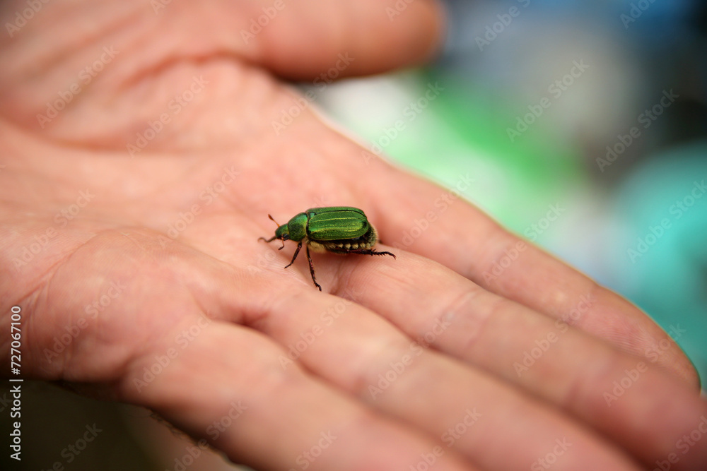 Green beetle Popillia japonica on the palm close up Green beetle Popillia japonica on the palm close up