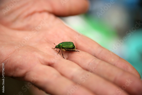 Green beetle Popillia japonica on the palm close up