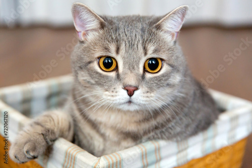 fat tabby British cat sits in wicker basket. Big eyes, the cat looks at camera