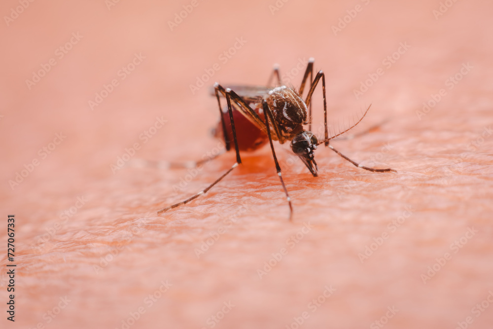 A mosquito that carries dengue fever and Zika virus is sucking blood on a person's skin. A mosquito that carries dengue fever and Zika virus is sucking blood on a person's skin.