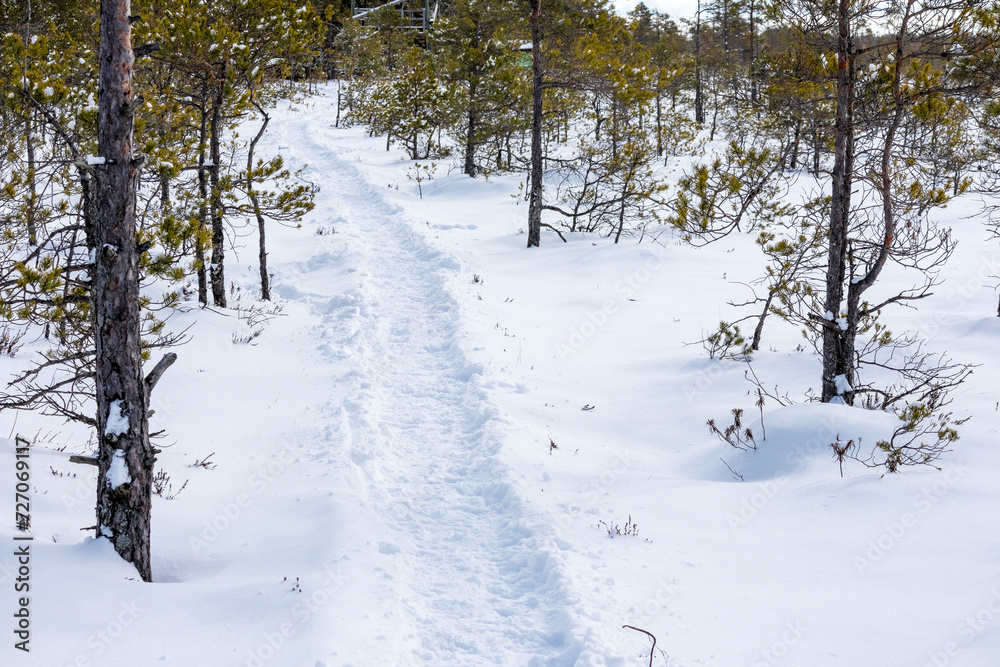 A footpath blazed by people in the snow leading to a conifer forest A footpath blazed by people in the snow leading to a conifer forest