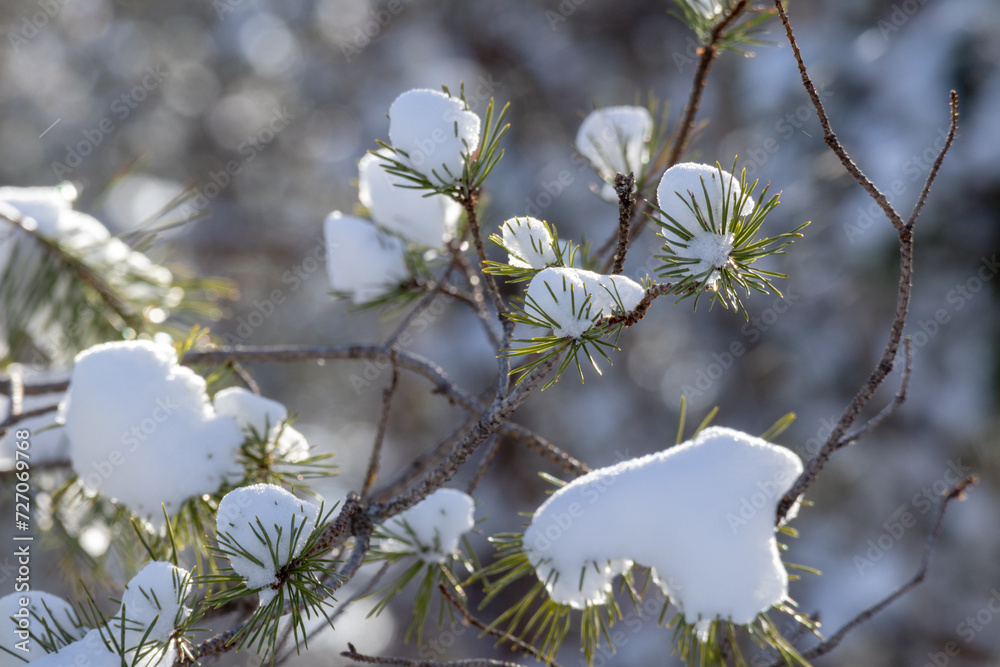 Conifer branches are covered with white snow in the form of snowballs Conifer branches are covered with white snow in the form of snowballs
