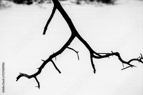 Silhouette shape of dead branch on white background