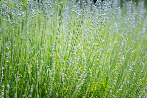 Young green lavender shoots with flowers