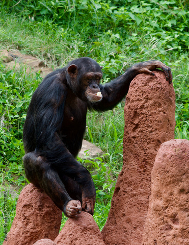 Playful chimpanzee with food in mouth