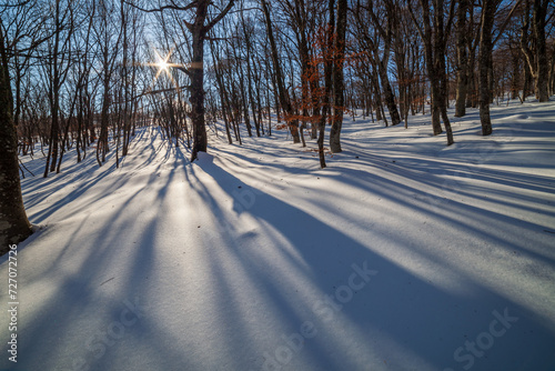 Winter forest. Sun shines through the trees forming beautiful shadows on snow