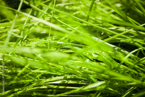 The stems of green grass covered with dew