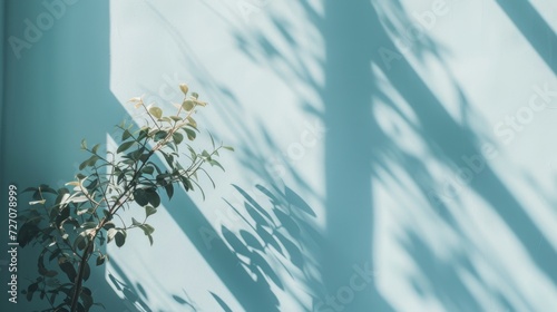 Soft sunlight casts a tranquil shadow of a plant on a smooth light blue wall, creating a minimalist aesthetic © mikeosphoto