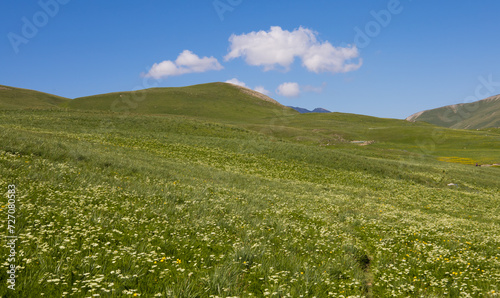 Fototapeta Naklejka Na Ścianę i Meble -  prairie fleurie sur les collines du plateau d'Emparis dans les Alpes au printemps