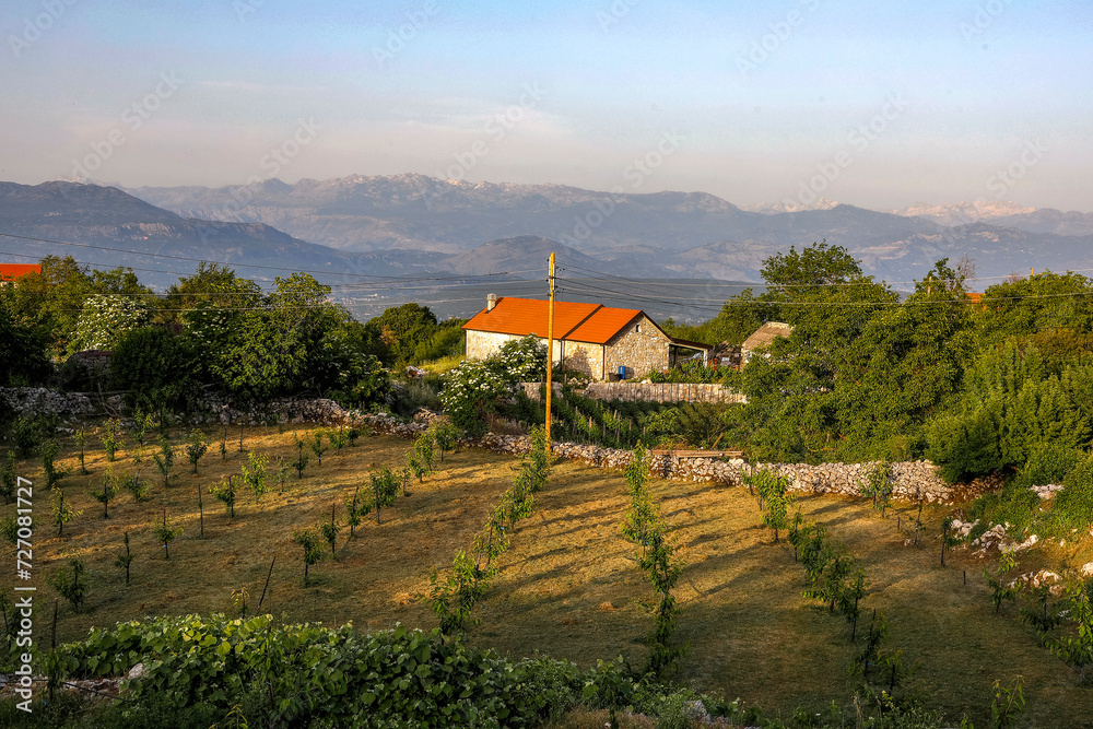 Naklejka premium Orchard in Komani village, Montenegro
