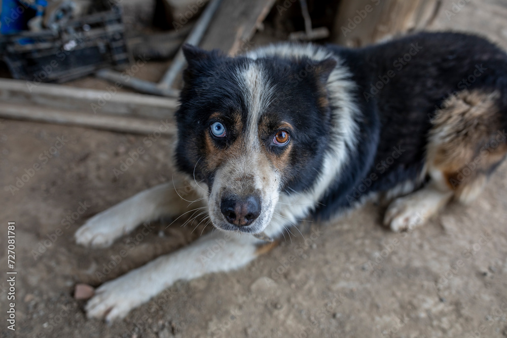Dog with eyes of different colors sitting in a farm in Timis province, Romania
