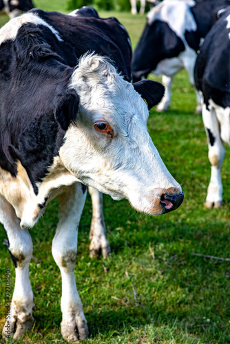 Cows grazing in pasture in Timis province  Romania