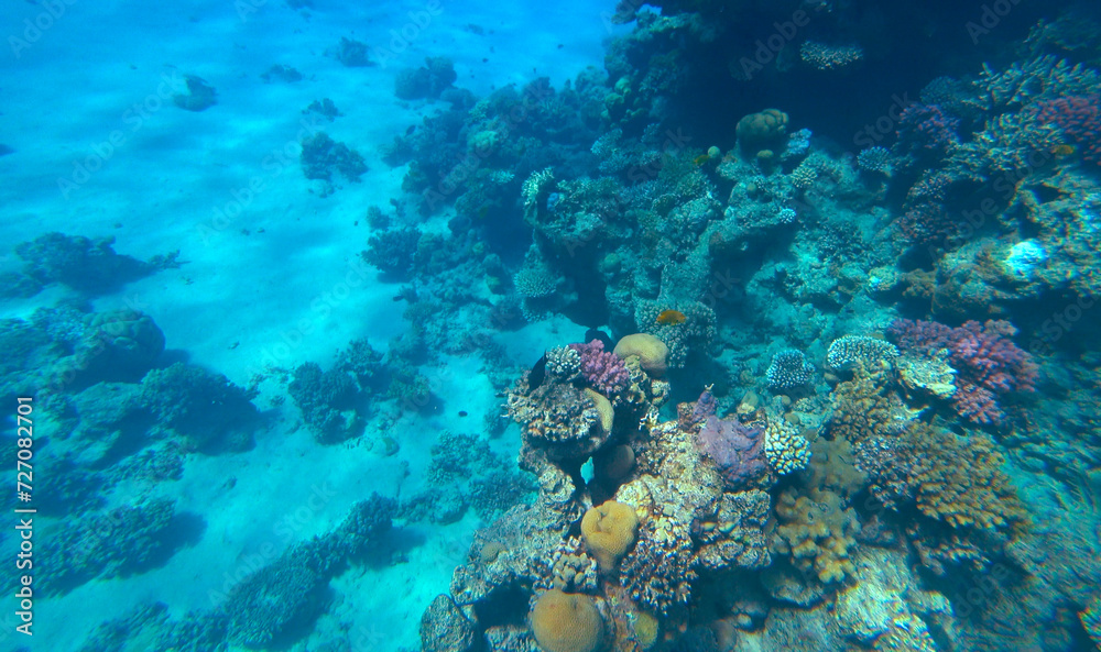 Amazing coral reef and fish Amazing coral reef and fish