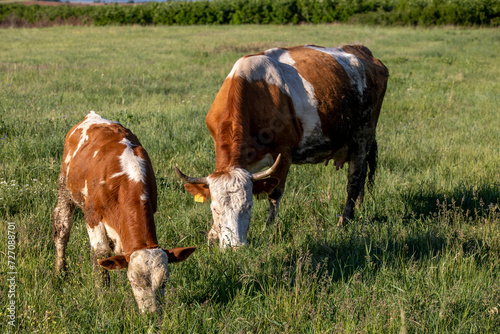 Grazing cattle in Zallq, Istog province, Kosovo photo