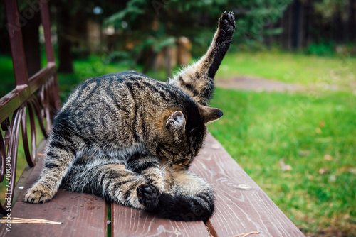 Fényképezés A grey striped domestic cat washes itself by lick lifting its hind paw up