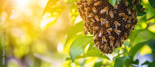 honey bee nest in a tree photo