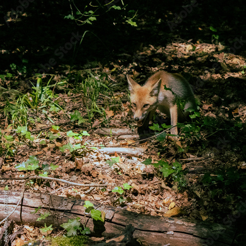 fox in the forest