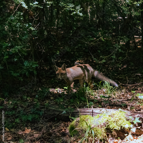 fox in the forest