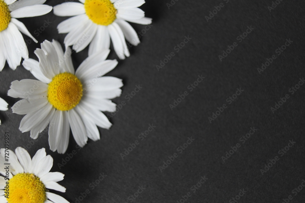 Fototapeta premium Garden pharmacy daisies close-up on black background with copy space for text. Summer Flowers