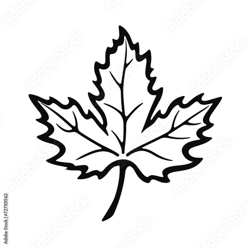 maple leaf vector illustration, isolated 