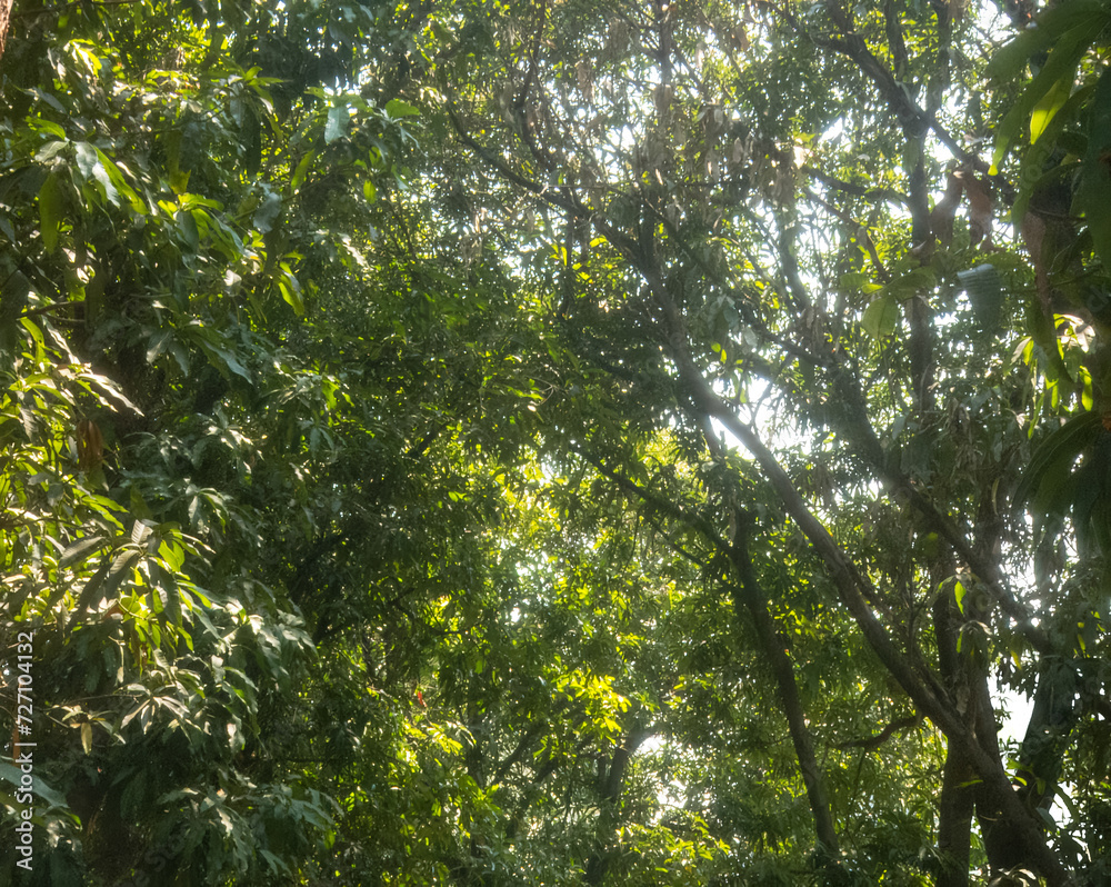 Fototapeta premium Nature green tree dreamy backgound greenery environment wallpaper concept