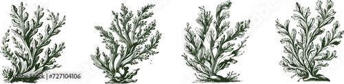 Seaweeds Set hand drawn style. Vintage sketch engraving illustration.