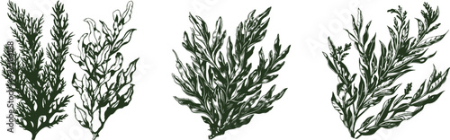 Set of seaweeds hand drawn style. Vintage sketch engraving illustration.