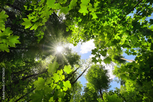 Lush green foliage greeting the sun in the sky. Gorgeous nature shot of a woodland canopy with the trees growing skyward