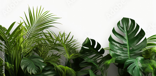 Realistic palm leaves shrubs corner on transparent backgrounds 3d rendering. Background for design. Postcard. Congratulations. Web banner. Wide. Panoramic.with space to copy text.