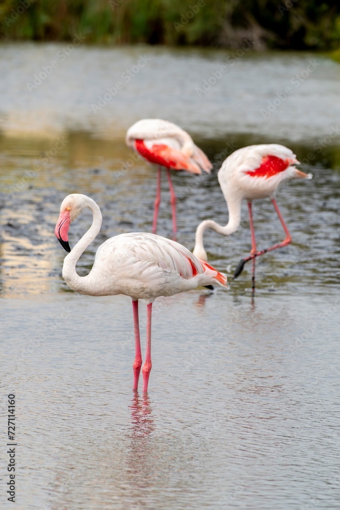 portrait of a greater flamingo (Phoenicopterus roseus) in a lagoon with blurred background