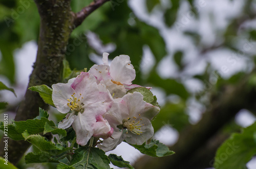 Apfelblüte photo