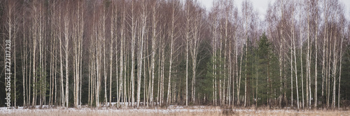 panorama of young fresh birch trees in forest in wintertime. Leafless bare deciduous trees