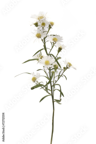 Aster flowers isolated on white background. macro. studio shot.