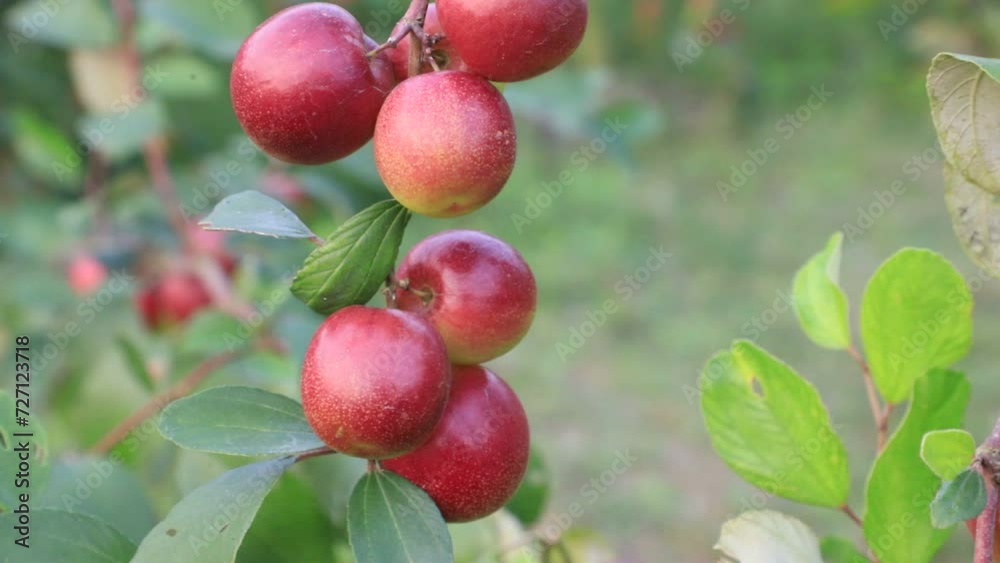 Red jujube fruits or apple kul boroi on a tree branch swings in the garden with a Shallow depth of field. Closeup Focus Red jujube fruits or apple kul boroi on a tree branch swings in the garden with a Shallow depth of field. Closeup Focus