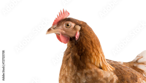 Brown chicken isolated on transparent background.
