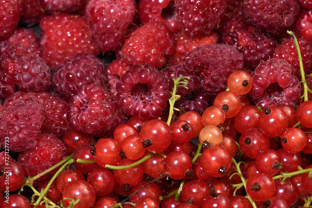 Naklejka premium Tło struktura czerwonych świeżych owoców z bliska, czerwona porzeczka i maliny 