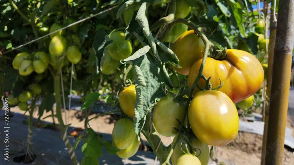 Growing green tomatoes on tree. Growing green tomatoes on tree.