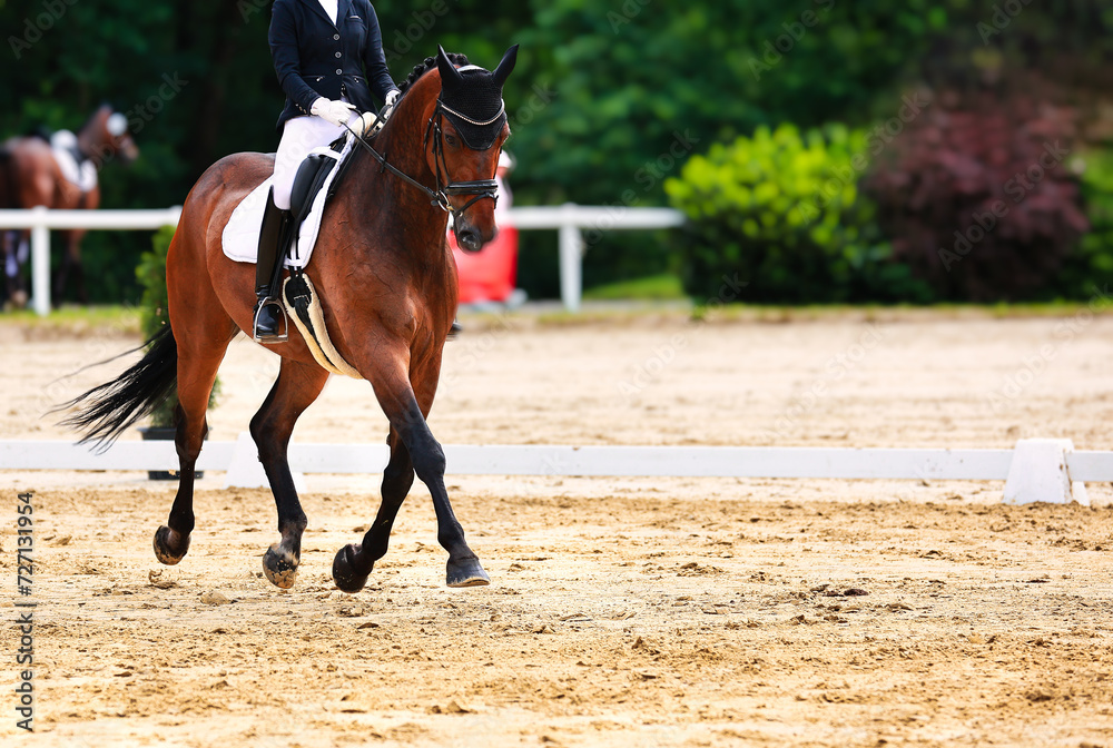 Horse dressage tournament horse in the dressage arena, close-up of the horse. Horse dressage tournament horse in the dressage arena, close-up of the horse.