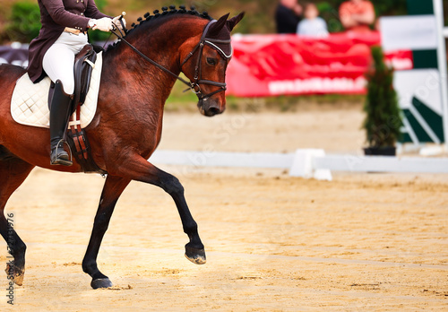 Horse dressage tournament horse in the dressage arena, close-up of the horse.