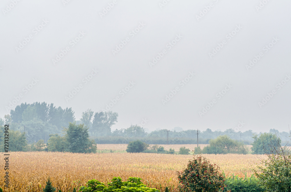 Field with fog in the morning
