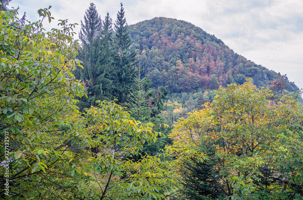 Mountain forest in autumn
