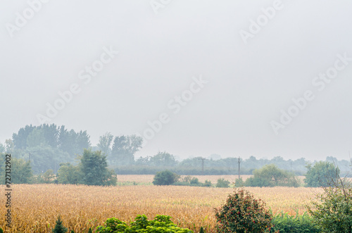 Field with fog in the morning
