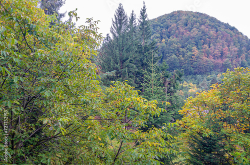 Mountain forest in autumn © vli86