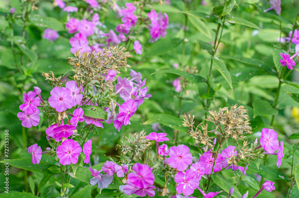 Obraz premium Phlox flowers in bloom