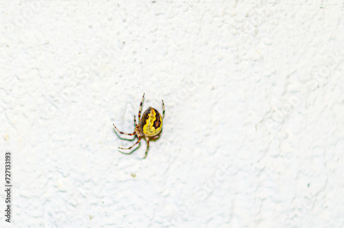 Poisonous spider on a white wall