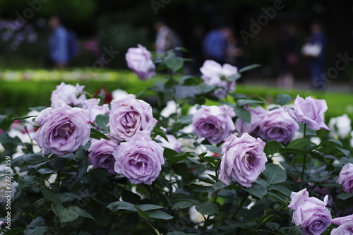 紫色のバラの咲く庭園