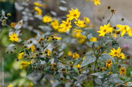 Yellow autumn flowers © vli86