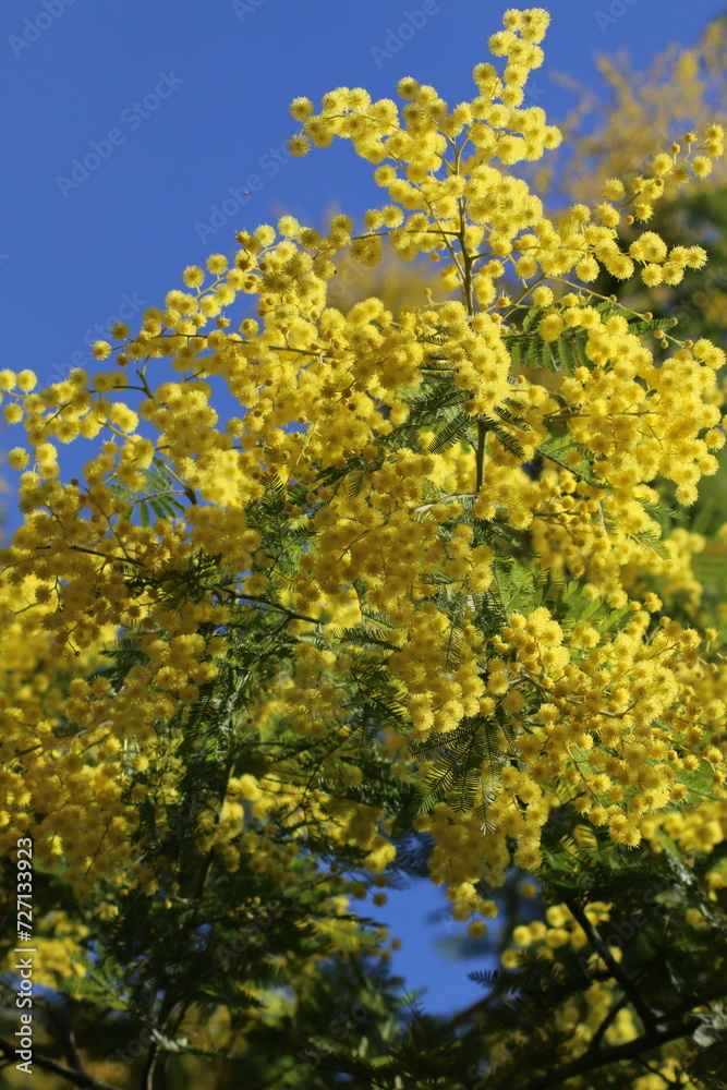 MIMOSA