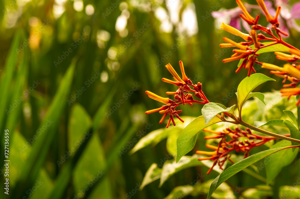 Close up of orange Hamelia papilloma flowers in the garden Close up of orange Hamelia papilloma flowers in the garden